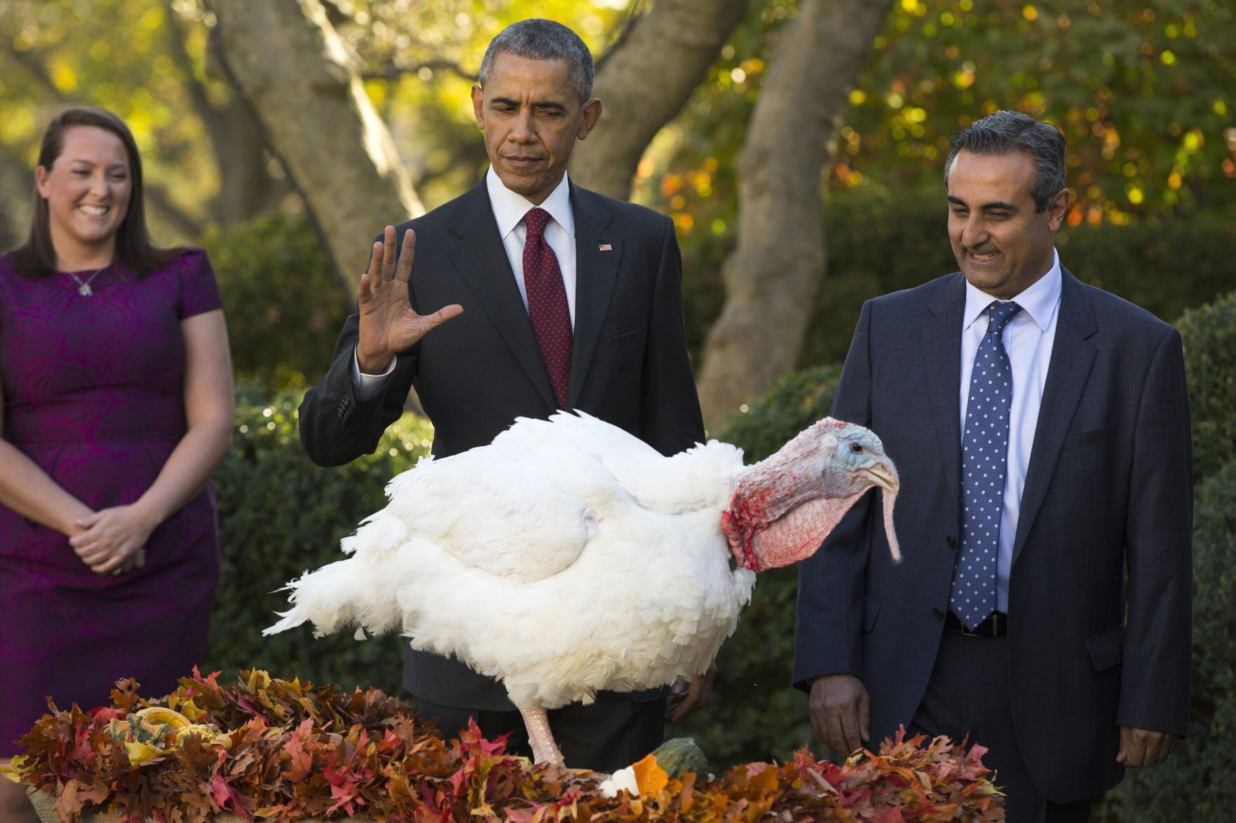Obama turkey pardon, 2015